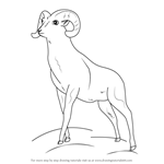How to Draw a Bighorn sheep