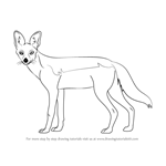 How to Draw a Black-Backed Jackal