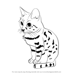How to Draw a Black-Footed Cat