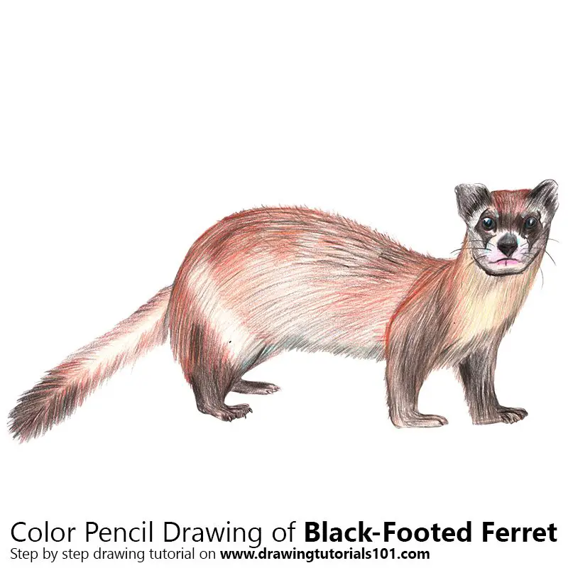 How to Draw a BlackFooted Ferret (Wild Animals) Step by Step