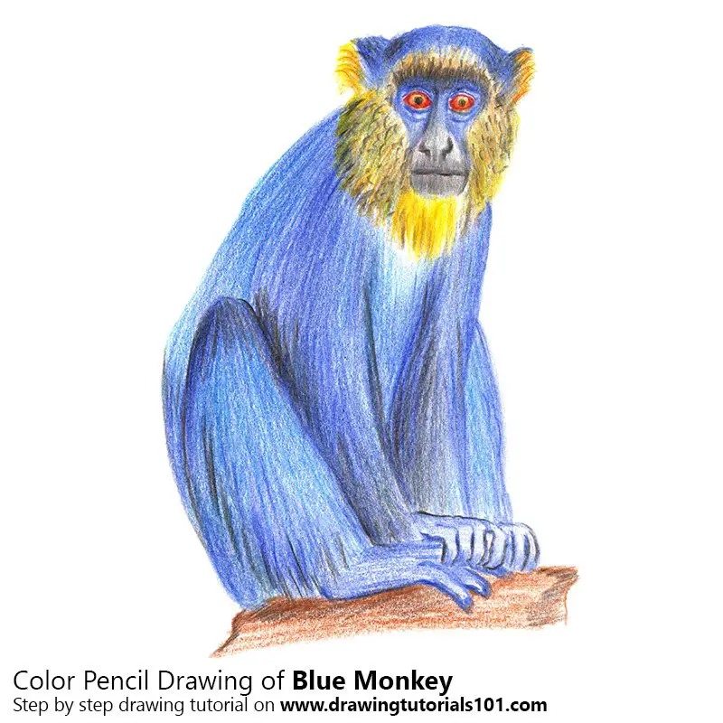 Blue Monkey Color Pencil Drawing