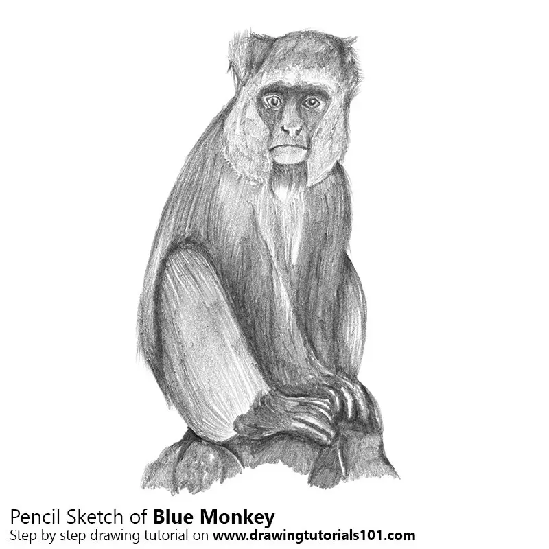 Pencil Sketch of Blue Monkey - Pencil Drawing