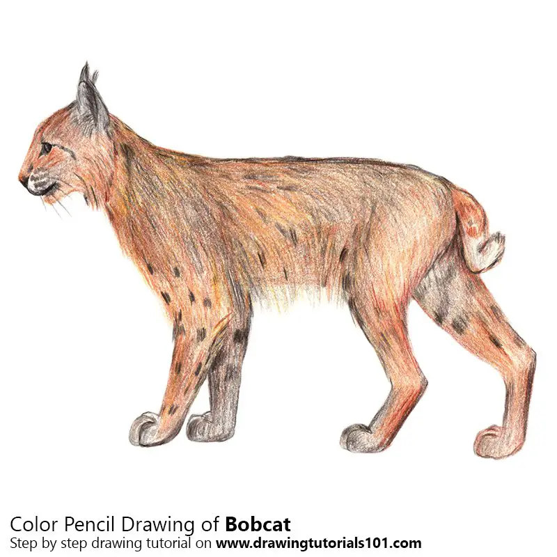 Bobcat Color Pencil Drawing