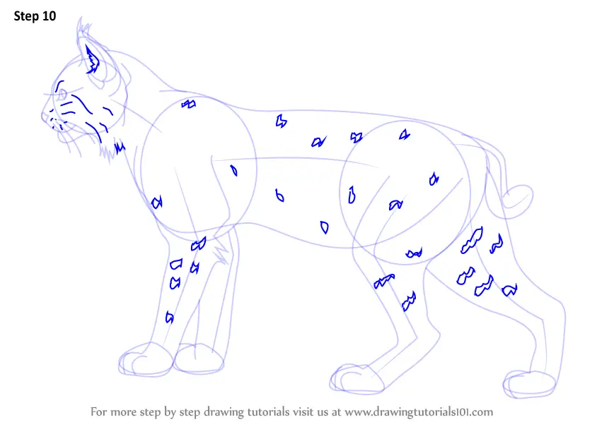 Learn How to Draw a Bobcat (Wild Animals) Step by Step Drawing Tutorials