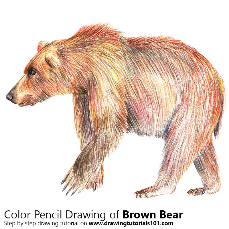 Brown Bear Color Pencil Drawing