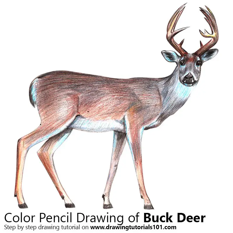 Buck Deer Color Pencil Drawing