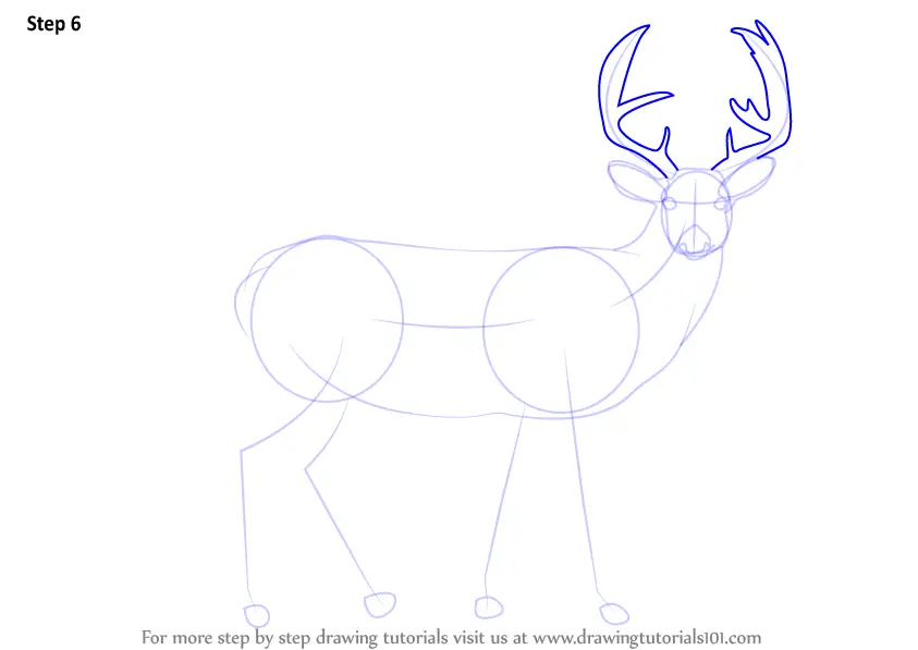 Learn How to Draw a Buck Deer (Wild Animals) Step by Step Drawing