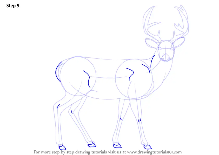 Learn How to Draw a Buck Deer (Wild Animals) Step by Step Drawing