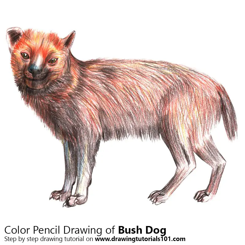 Bush Dog Color Pencil Drawing