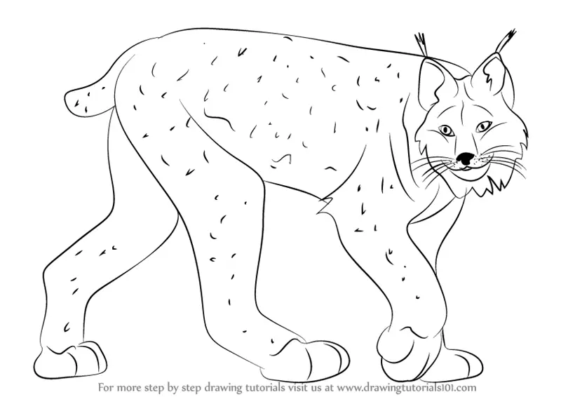 Learn How to Draw a Canada Lynx (Wild Animals) Step by Step Drawing