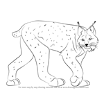 How to Draw a Canada Lynx