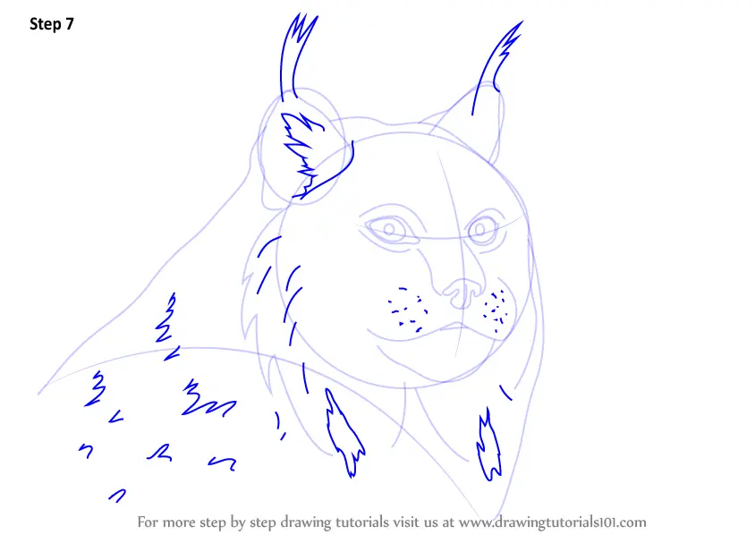 Learn How to Draw a Canada Lynx Face (Wild Animals) Step by Step ...