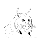 How to Draw a Canada Lynx Face