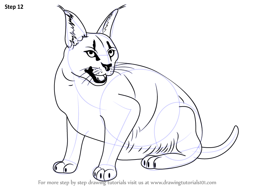 caracal drawing