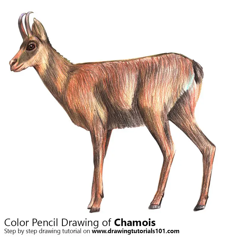Chamois Color Pencil Drawing