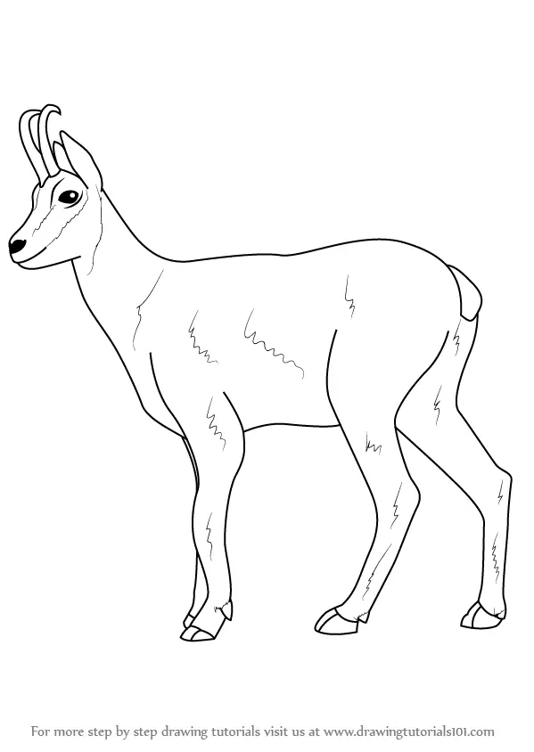 Learn How to Draw a Chamois (Wild Animals) Step by Step Drawing Tutorials