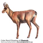 How to Draw a Chamois
