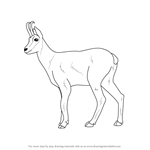 How to Draw a Chamois