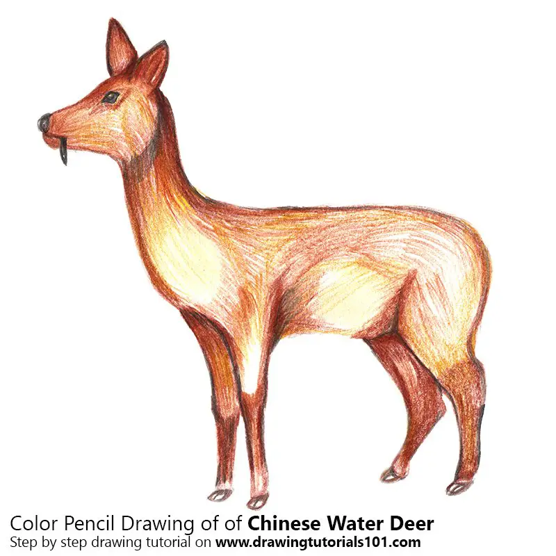 Chinese Water Deer Color Pencil Drawing