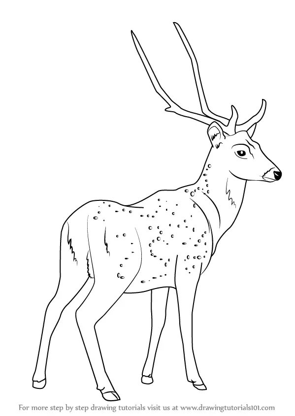Learn How to Draw a Chital (Wild Animals) Step by Step : Drawing Tutorials