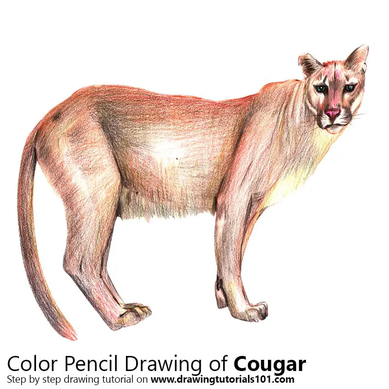 Cougar Color Pencil Drawing