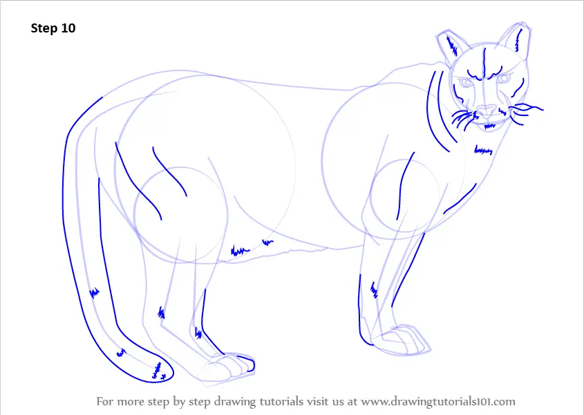 How to Draw a Cougar. 