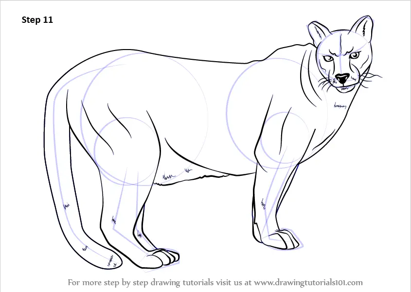 Step by Step How to Draw a Cougar : DrawingTutorials101.com
