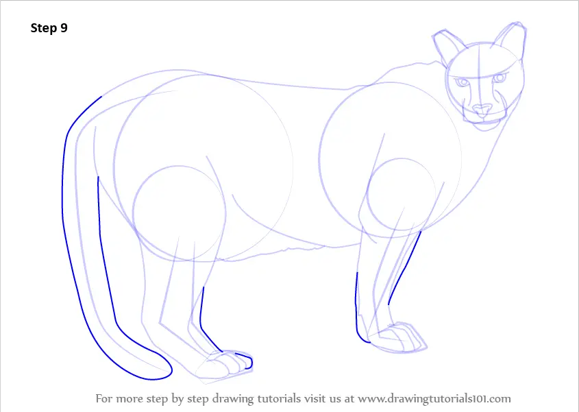 Step by Step How to Draw a Cougar