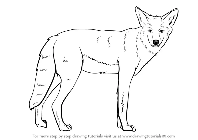 how-to-draw-a-coyote-wild-animals-drawing-images-and-photos-finder