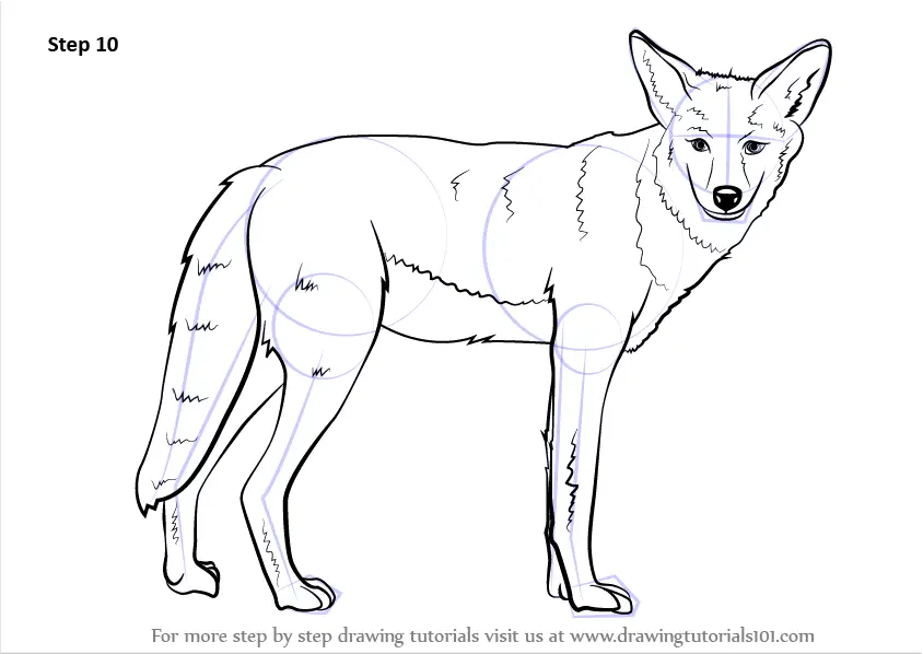 Learn How to Draw a Coyote (Wild Animals) Step by Step Drawing Tutorials