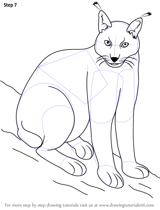 Learn How to Draw a Eurasian Lynx (Wild Animals) Step by Step Drawing