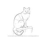 How to Draw a European Wildcat