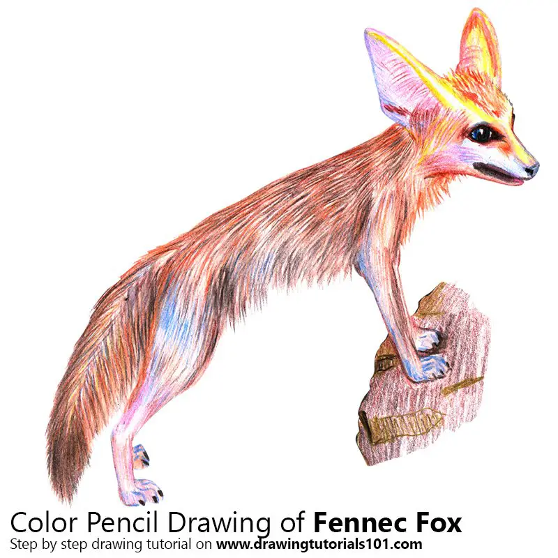 Fennec Fox Color Pencil Drawing