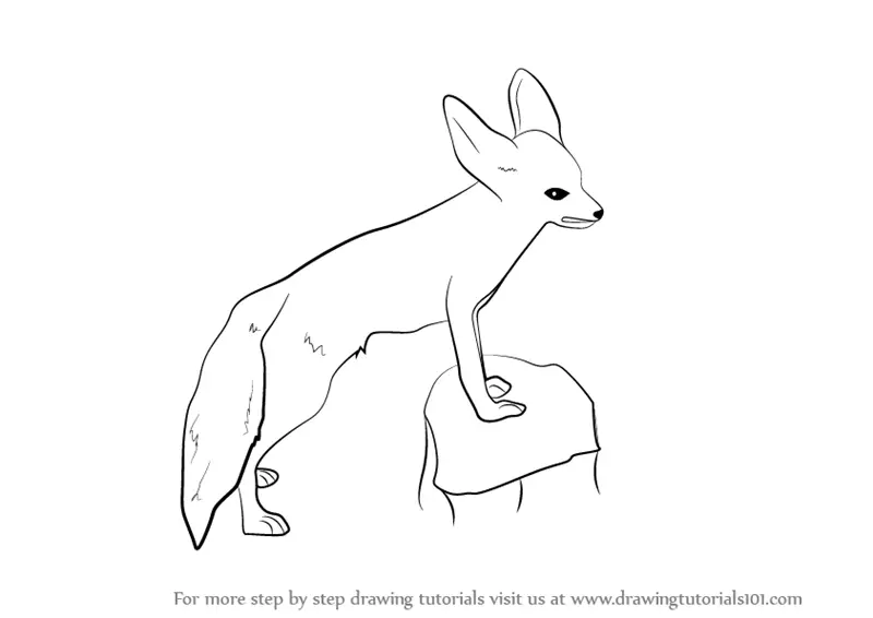 Learn How to Draw a Fennec Fox (Wild Animals) Step by Step Drawing