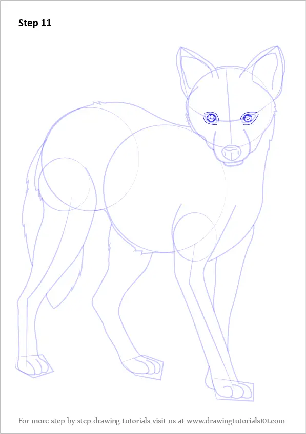 Learn How to Draw a Golden Jackal (Wild Animals) Step by Step : Drawing ...