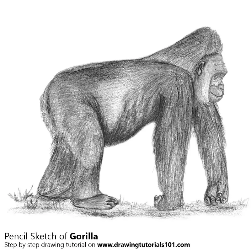 Pencil Sketch of Gorilla - Pencil Drawing
