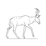 How to Draw a Hartebeest