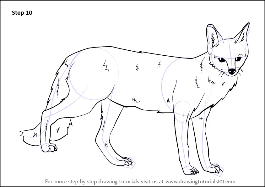 Learn How to Draw a Gray fox (Wild Animals) Step by Step Drawing