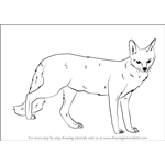 How to Draw a Gray fox