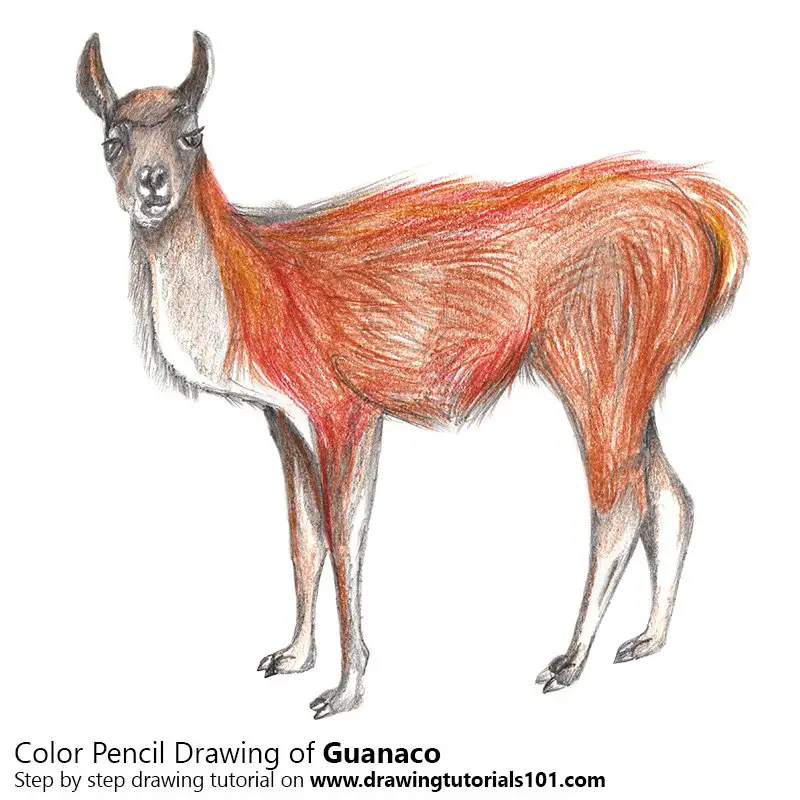 Guanaco Color Pencil Drawing