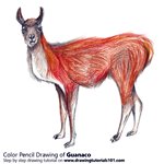 How to Draw a Guanaco