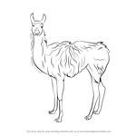 How to Draw a Guanaco