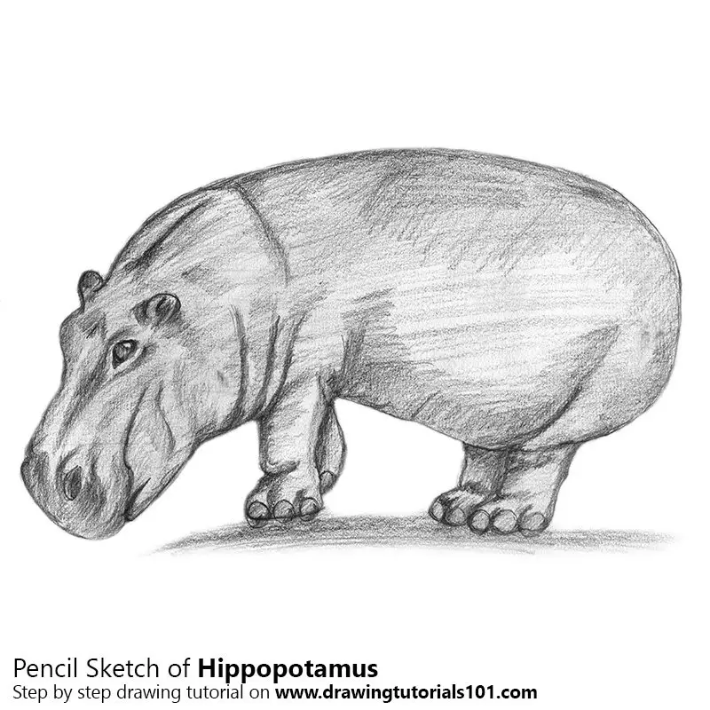 Hippopotamus Pencil Drawing - How to Sketch Hippopotamus using Pencils :  