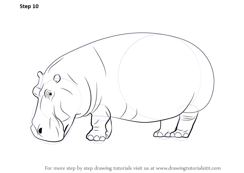 Learn How to Draw a Hippopotamus (Wild Animals) Step by Step Drawing