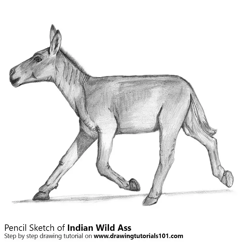Pencil Sketch of Indian Wild Ass - Pencil Drawing