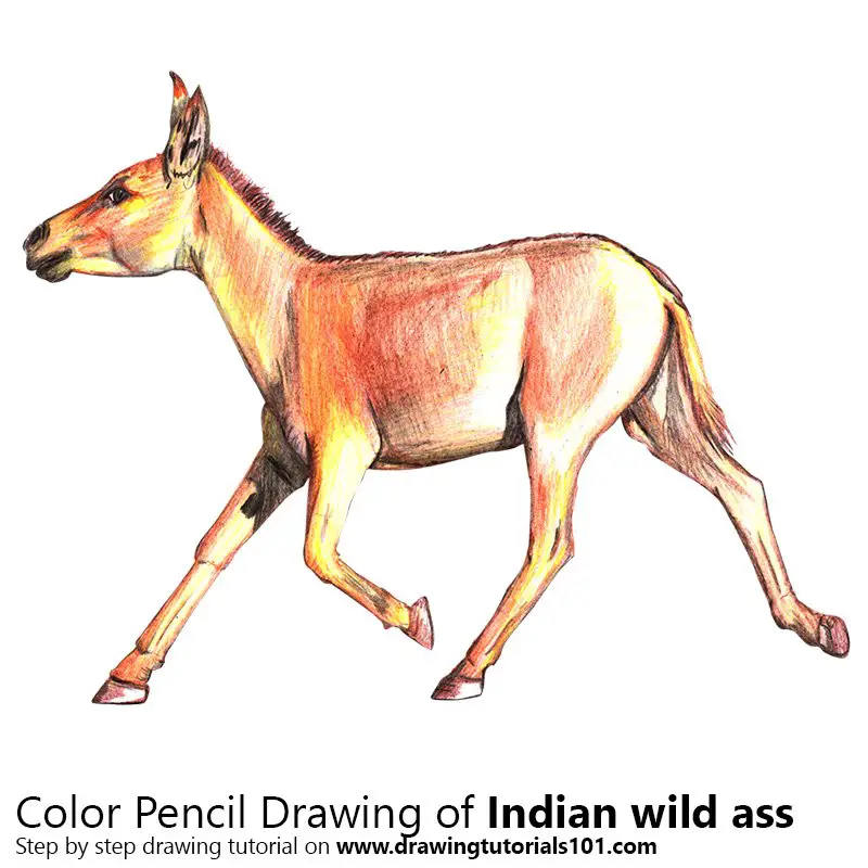 Indian Wild Ass Color Pencil Drawing