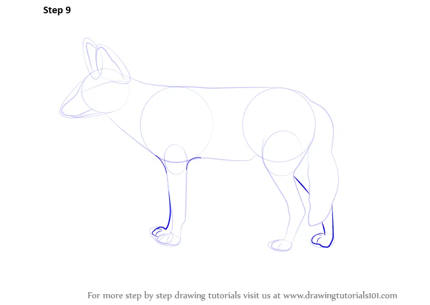 Step by Step How to Draw a Jackal : DrawingTutorials101.com