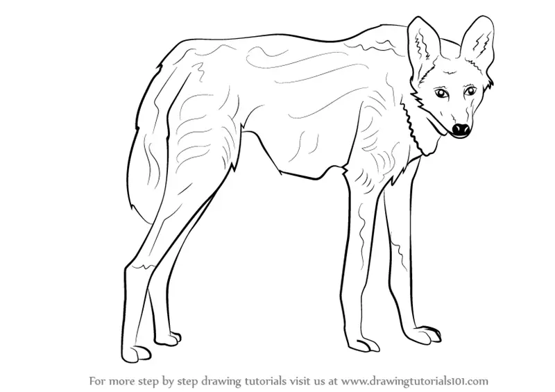 How to Draw a Maned Wolf (Wild Animals) Step by Step