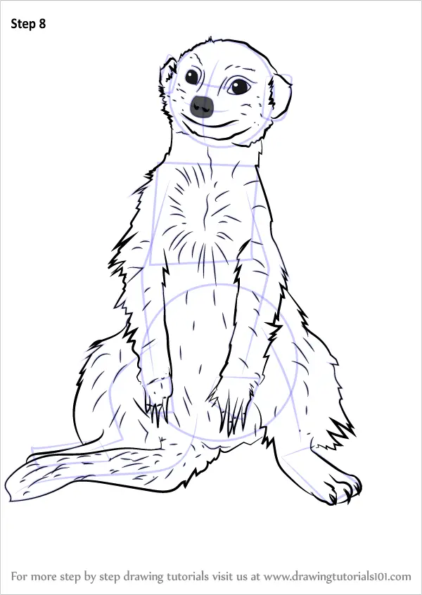 Learn How to Draw a Meerkat Sitting (Wild Animals) Step by Step