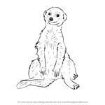 How to Draw a Meerkat Sitting